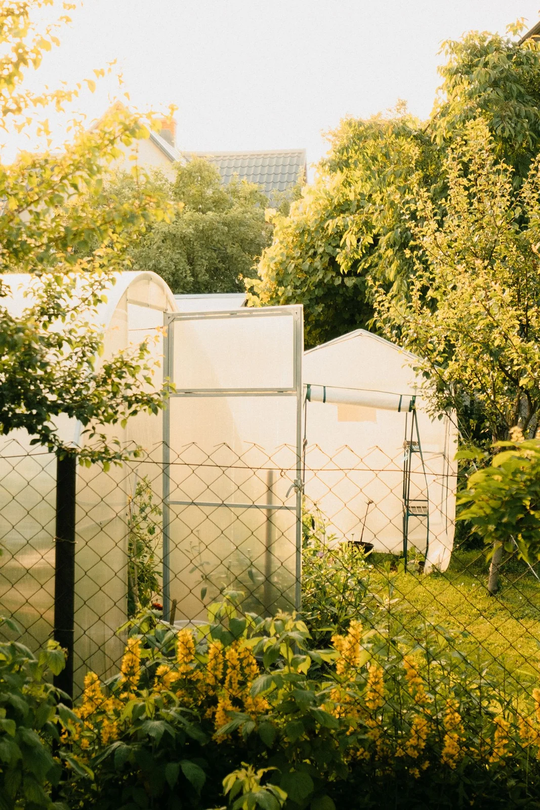 Un giardino soleggiato con una serra, immagine d'atmosfera